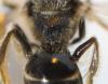 Evylaeus sp.